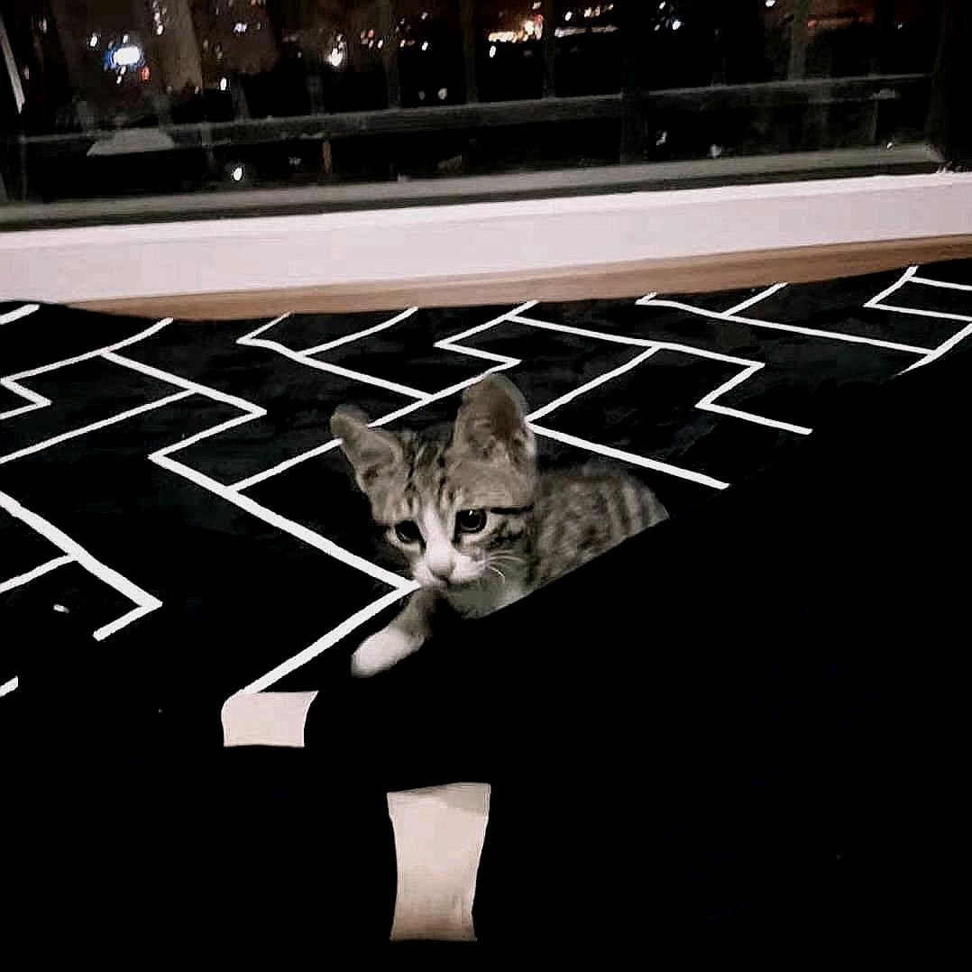 狄张禹辰