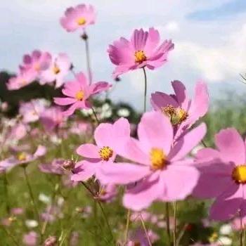 朵朵，，，好物分享