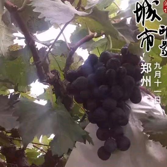 物业服务顾问与咨询