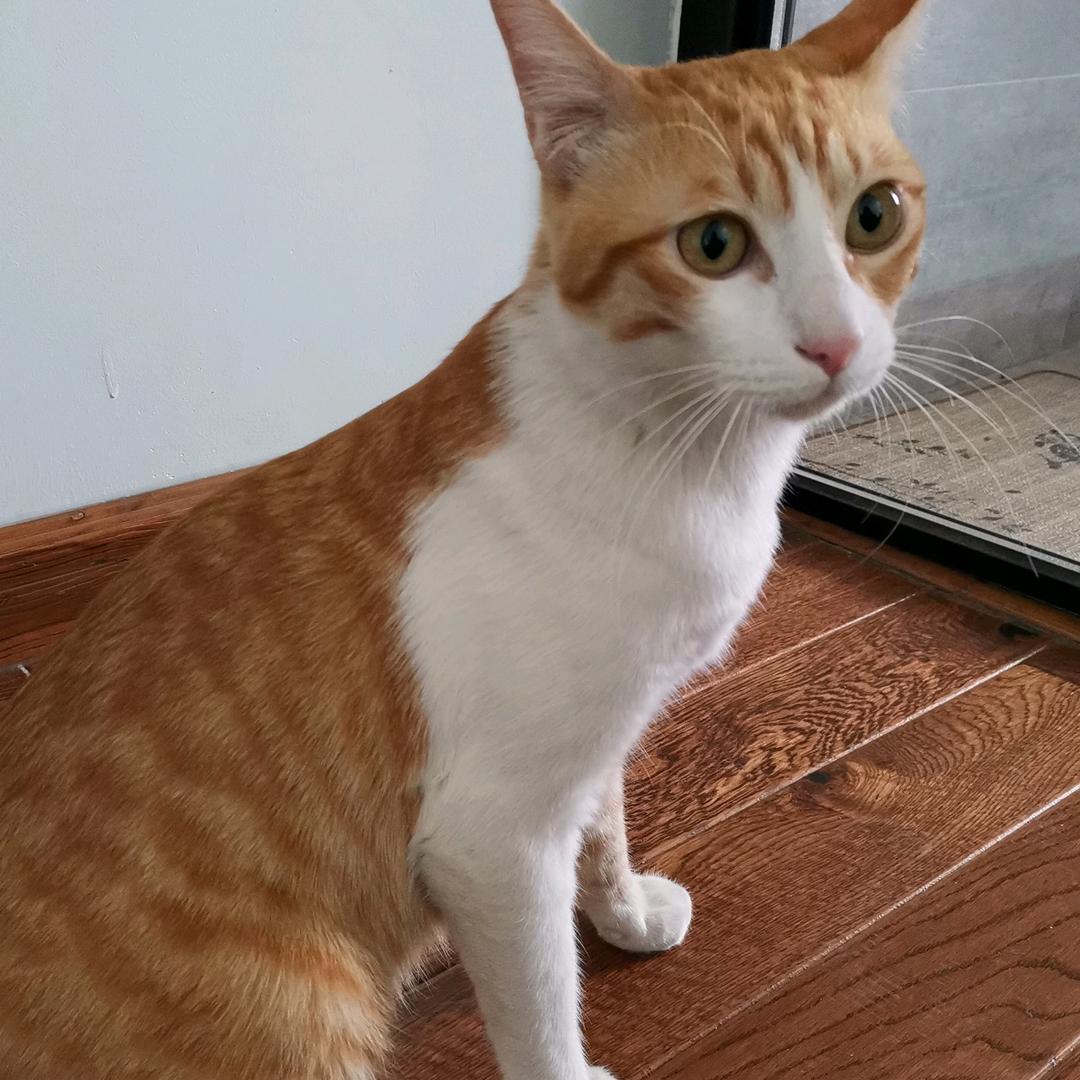 叫我小猫狗狗