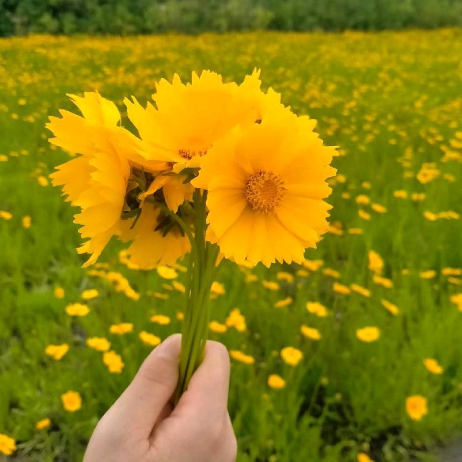 天使宝贝 🌹🌹🌺🌺