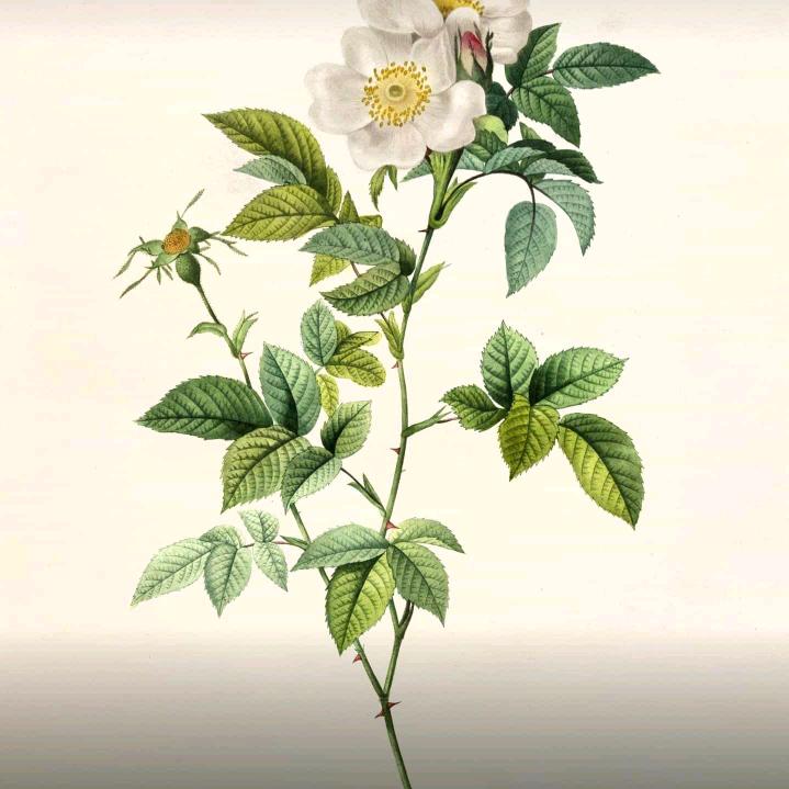 lucky-wu
