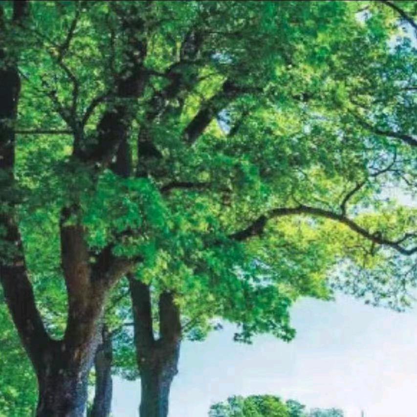 翔烨🌴