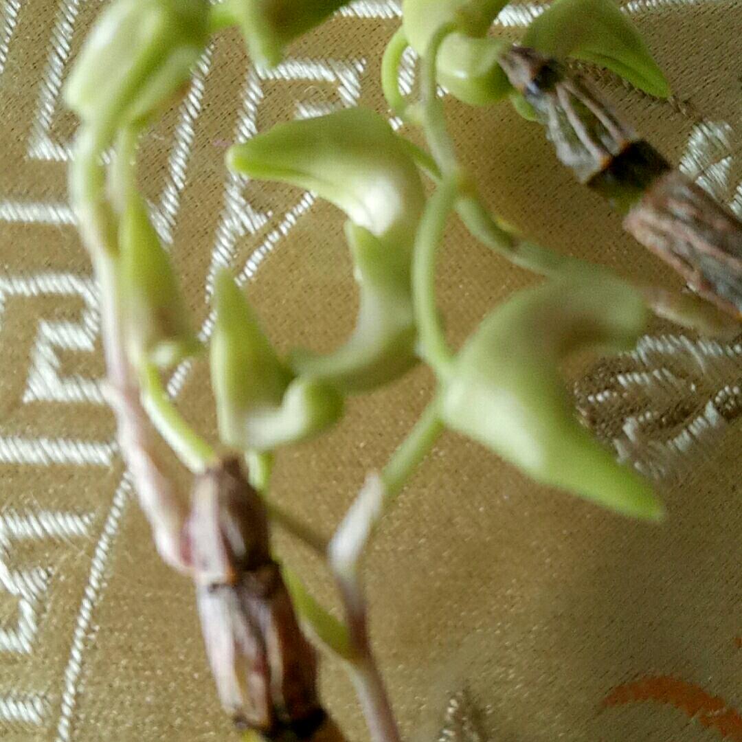 🍎每天一点🍎