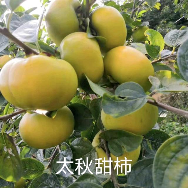 曲迪武增苗木专卖店