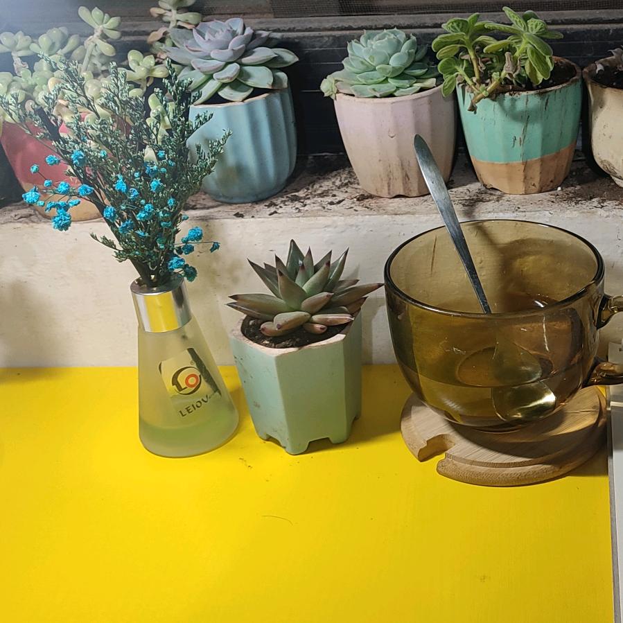 小牛牛花卉永生花
