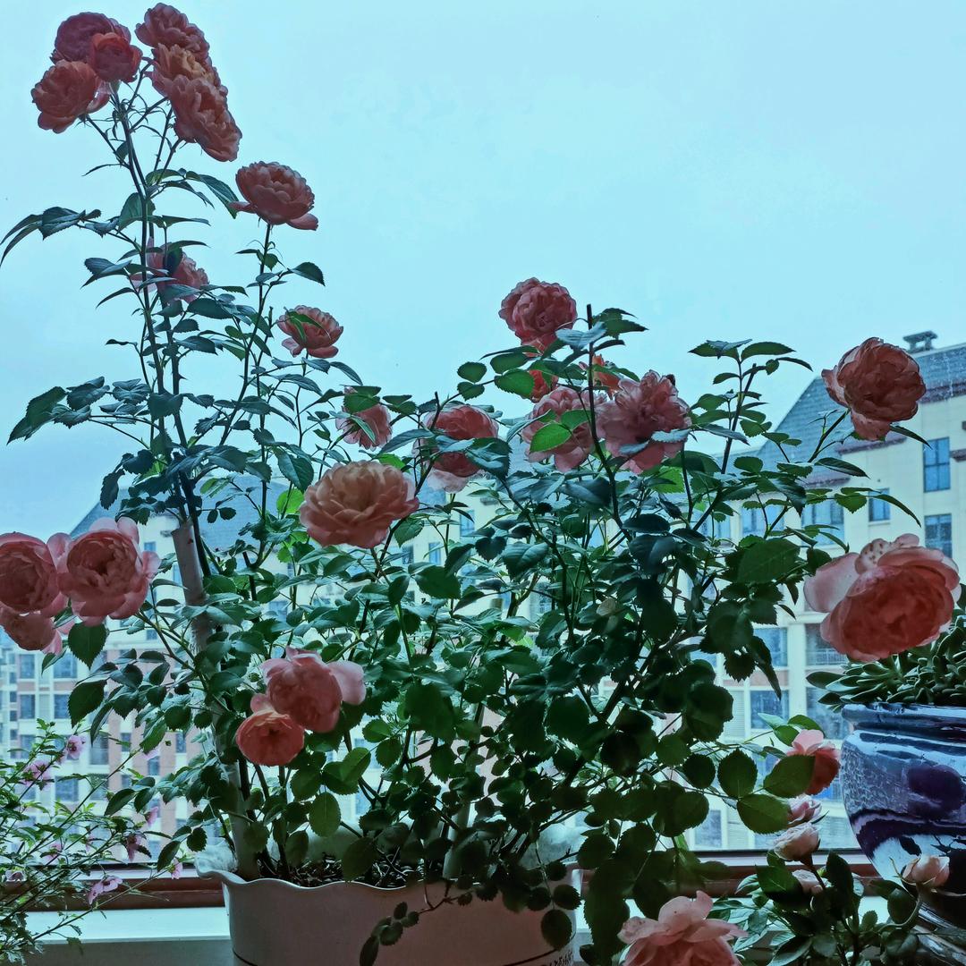 自在生活