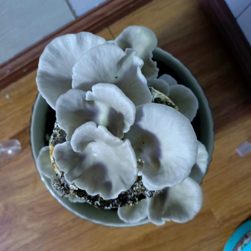 左手牵右手