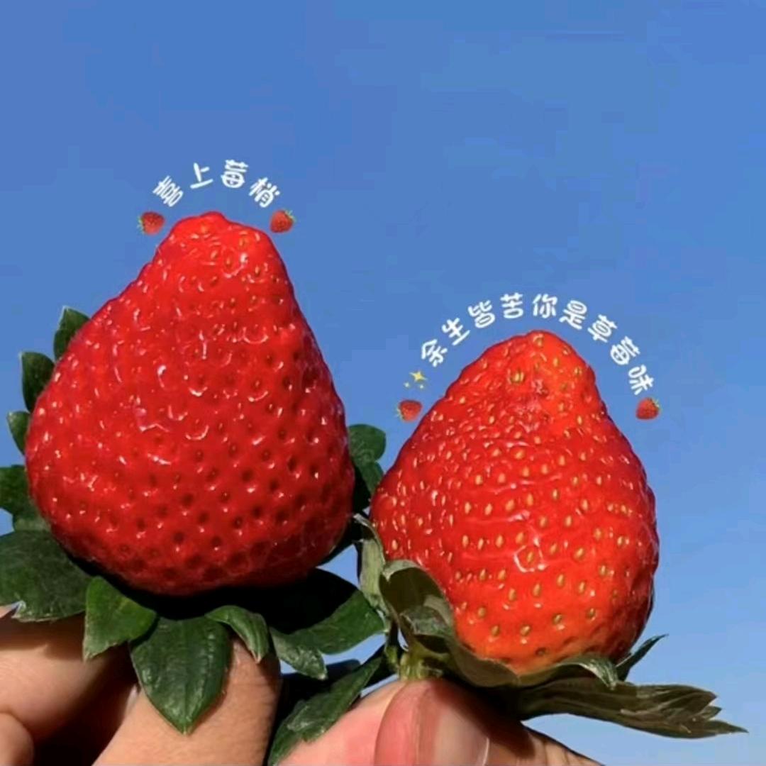 早莓（连赞拉黑)