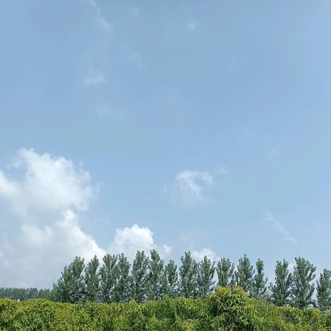 山药
