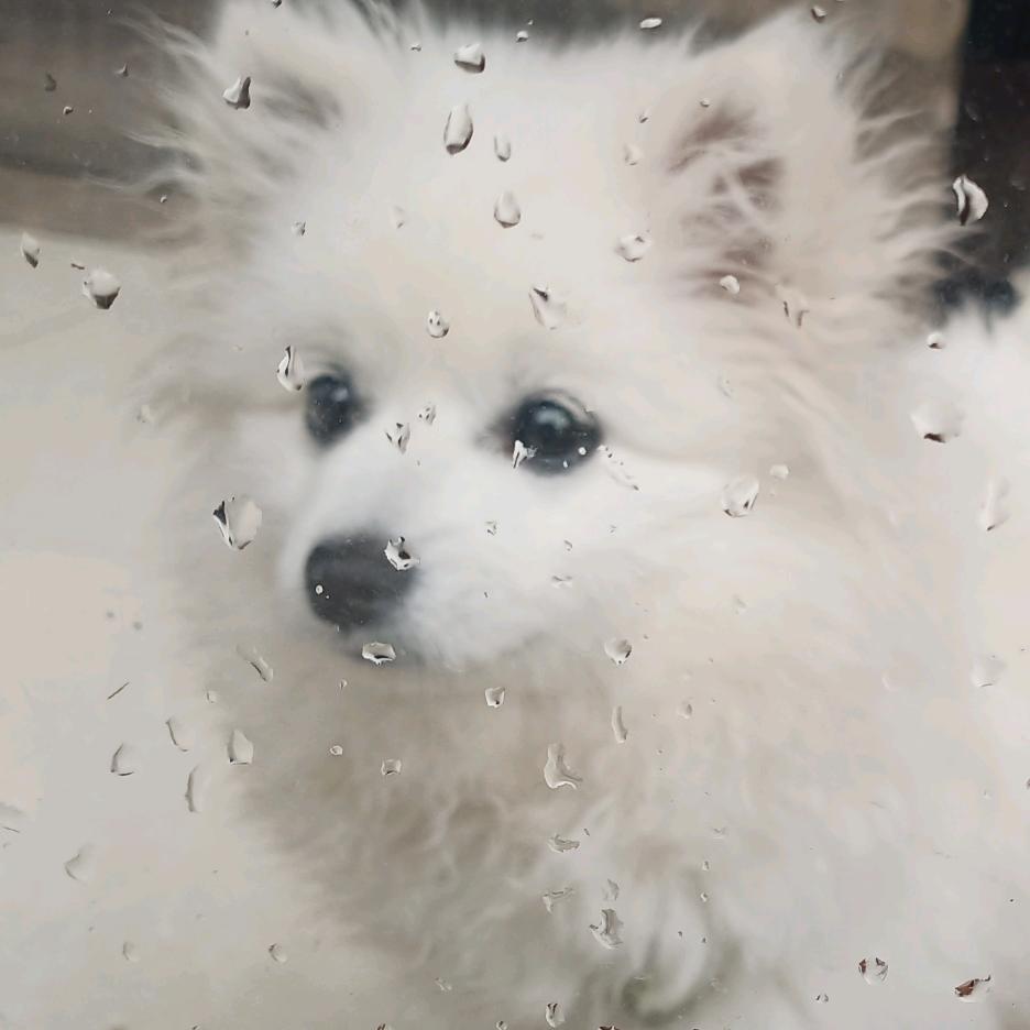 家有萌宠(乐乐)