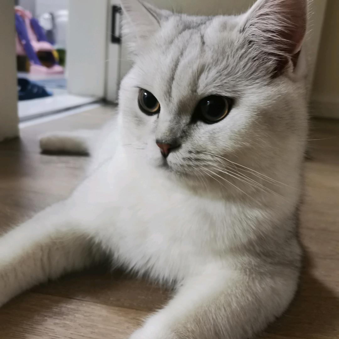 猫的眼睛会说话