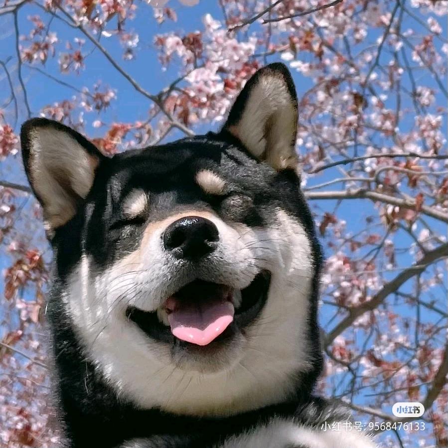 心有情话给党听