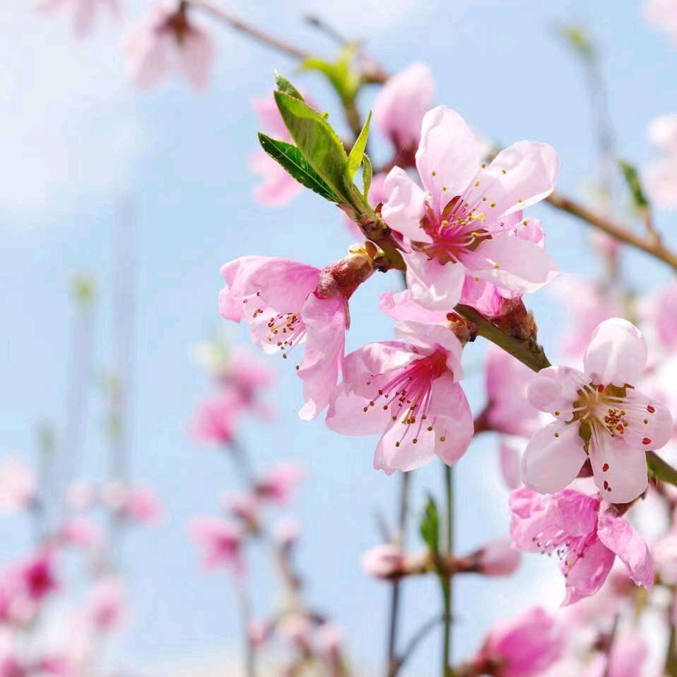 格格，🌸