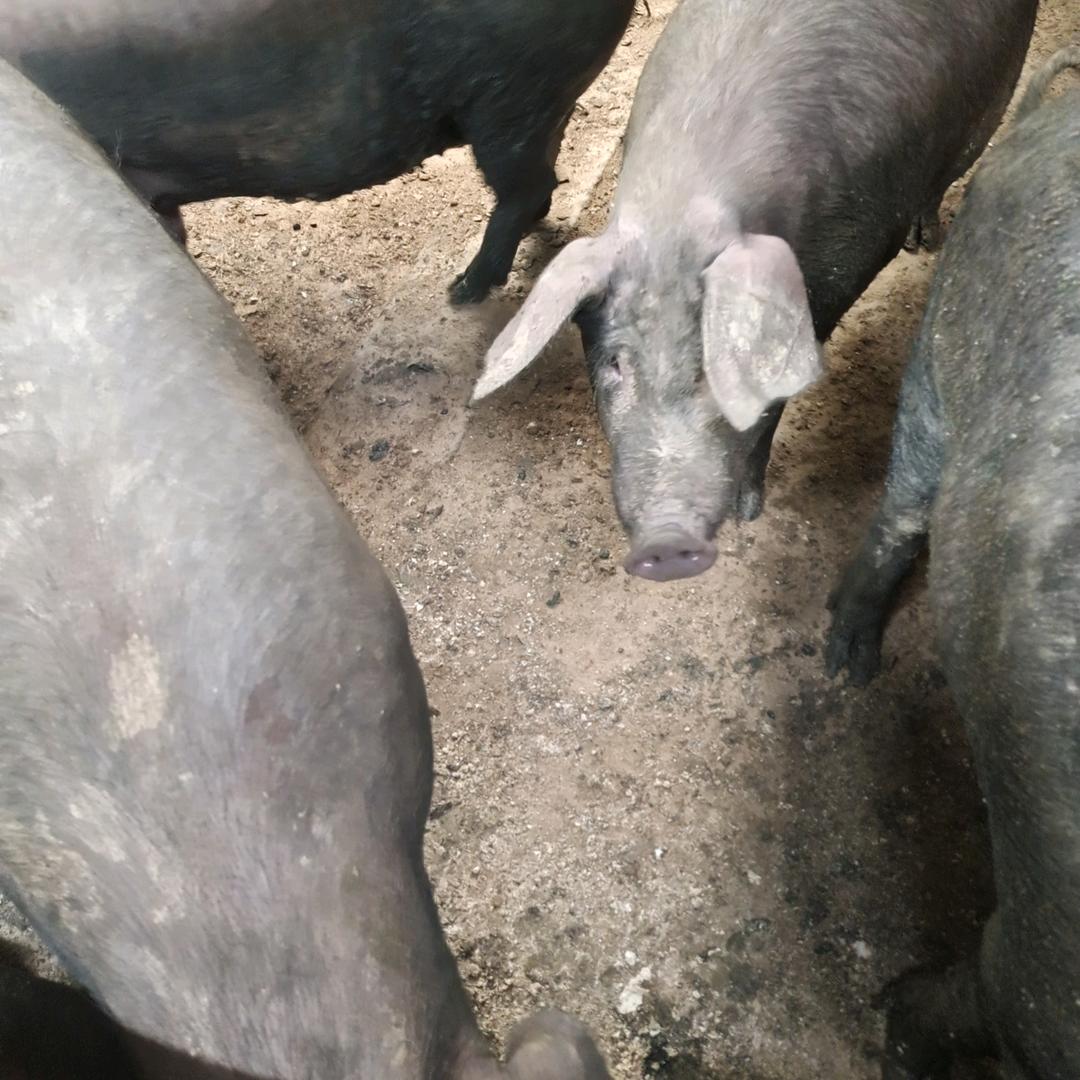 纯熟食土猪，自繁自养