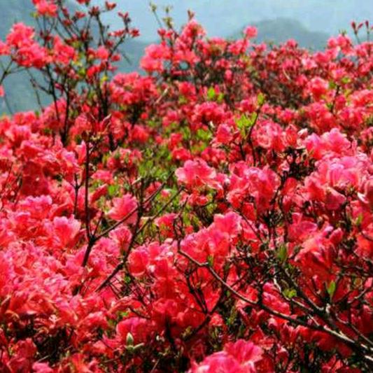 清风莞莎（拒绝秒赞或连赞）