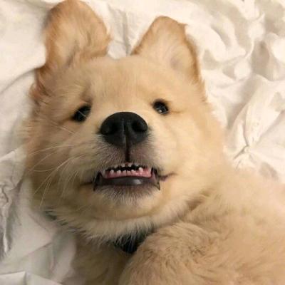 思考人生的胖儿