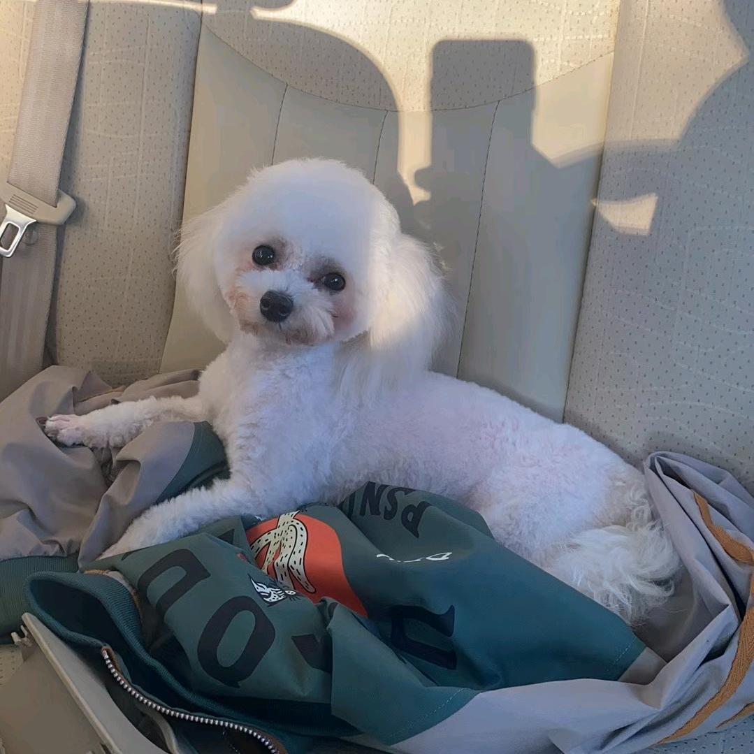 榴莲是只小比熊🐻