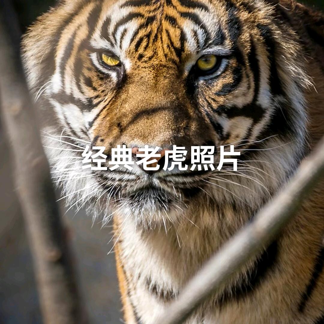 美丁