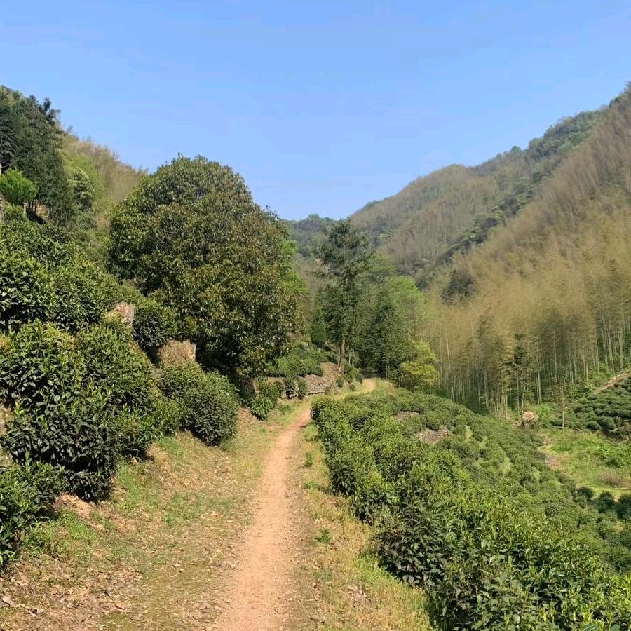 小毕家茶，安坞里有机茶
