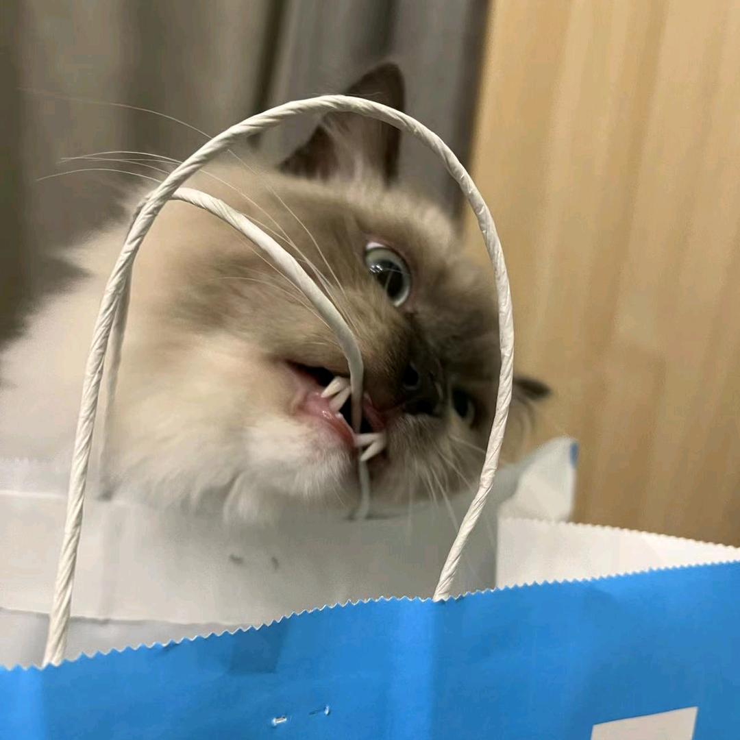 ɢɴɪɢʜᴛ