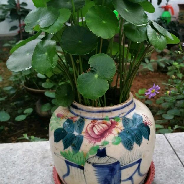 一川绿风