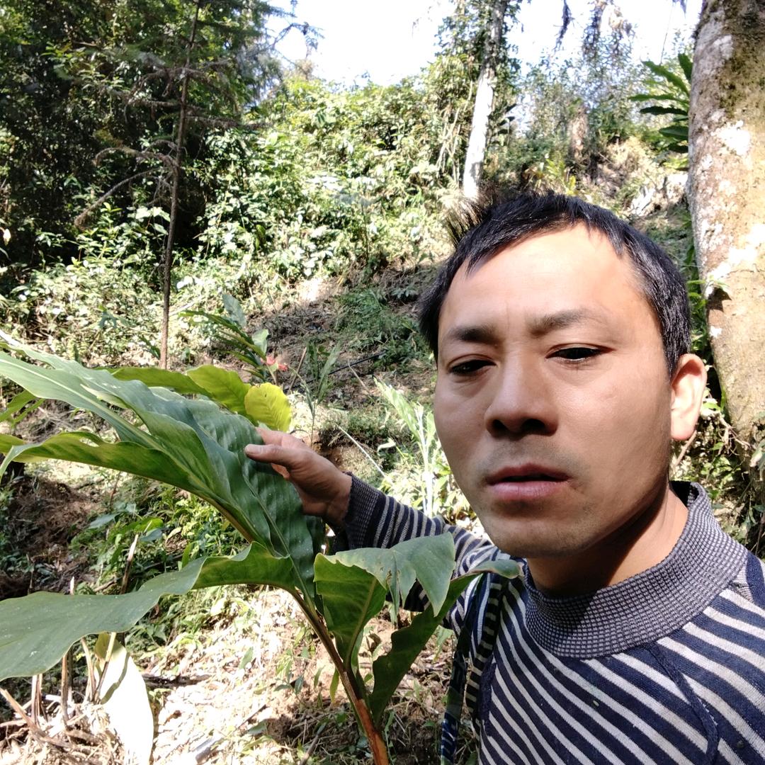 草果灯塔（林下种植号）