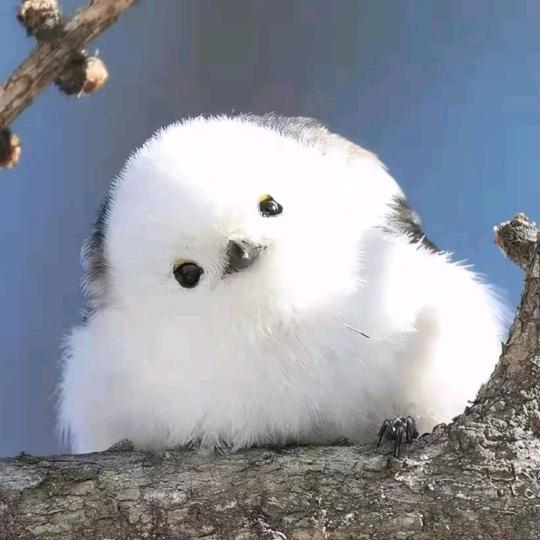 你眼中的月光