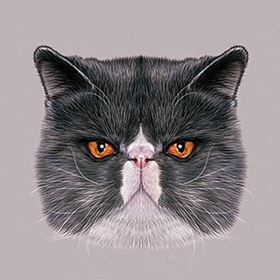 山猫叔