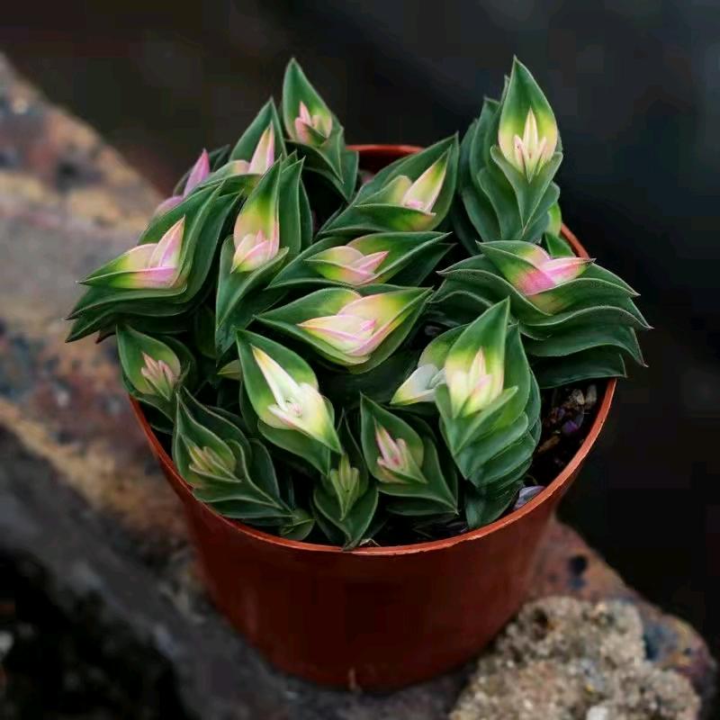 精品推荐