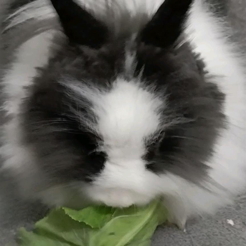 熊猫是一只兔子