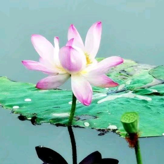 云格格