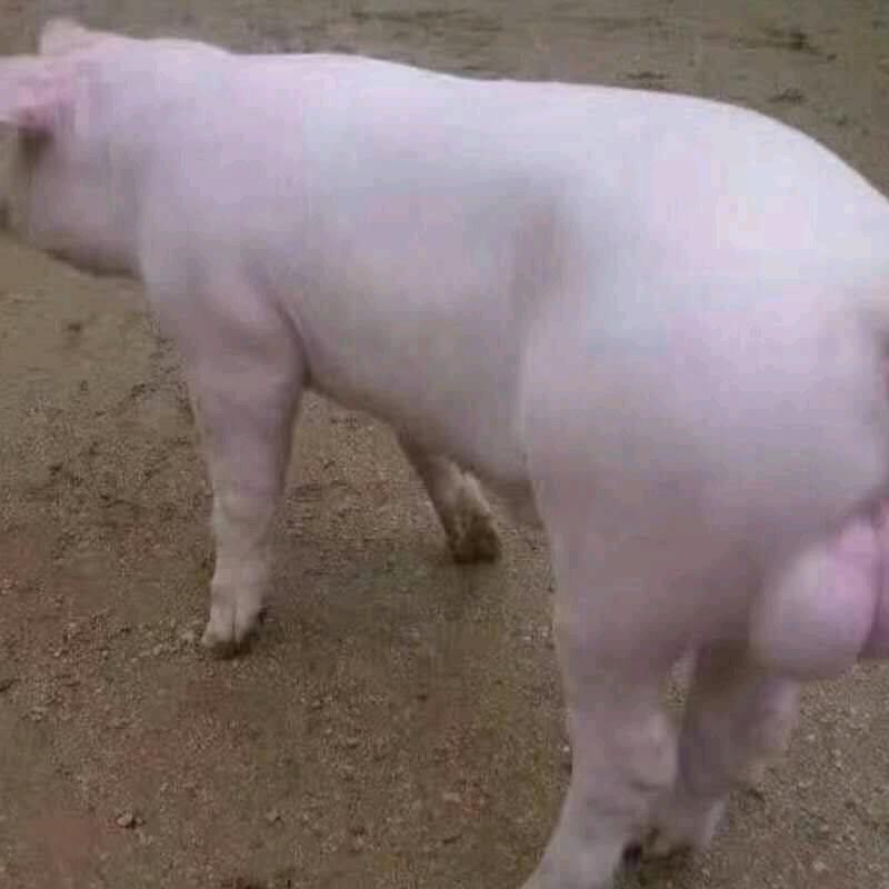 凯丰农业经营部