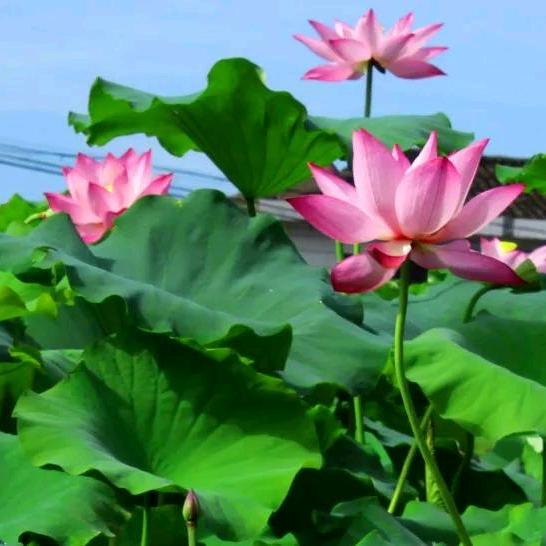 心如莲花开