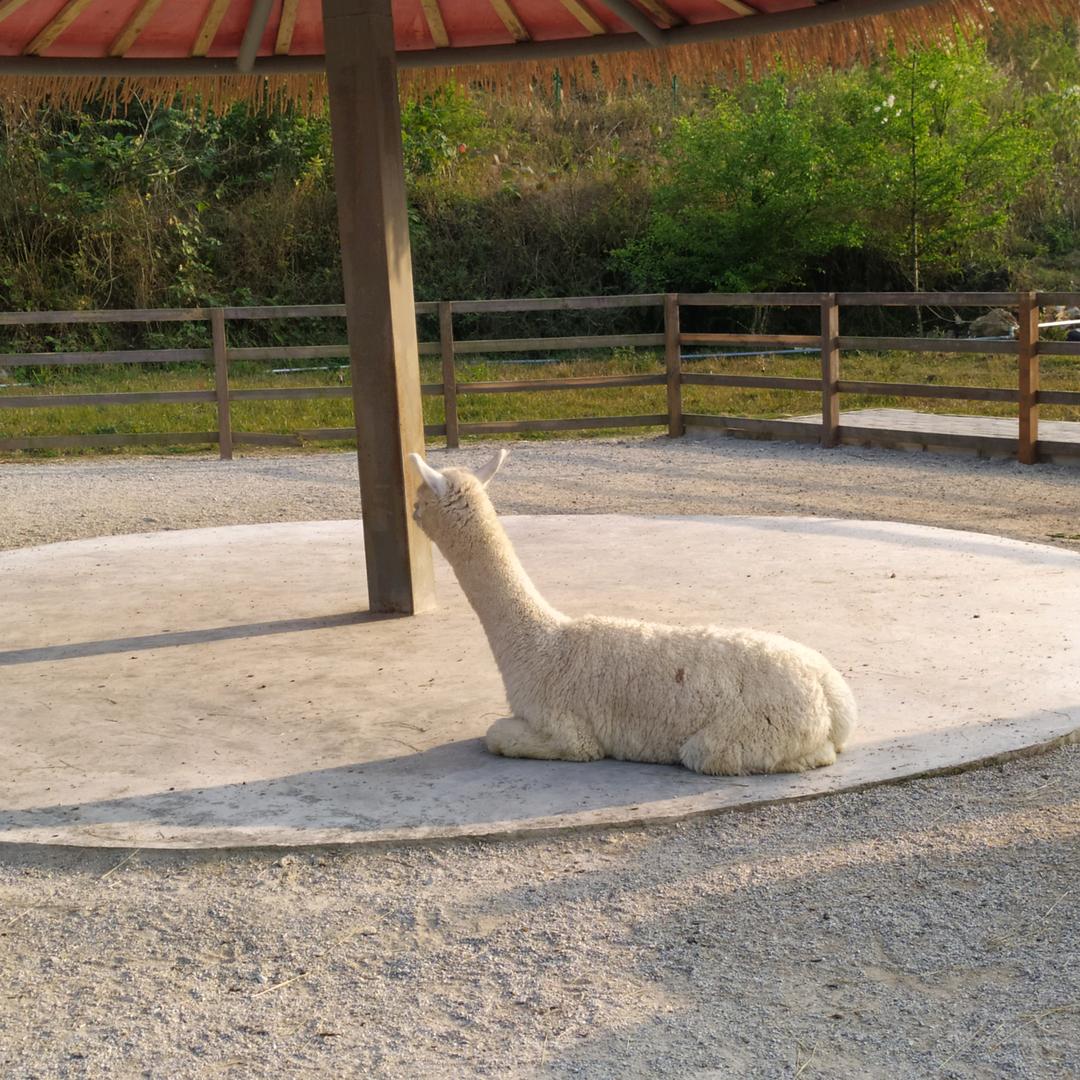 易只羊