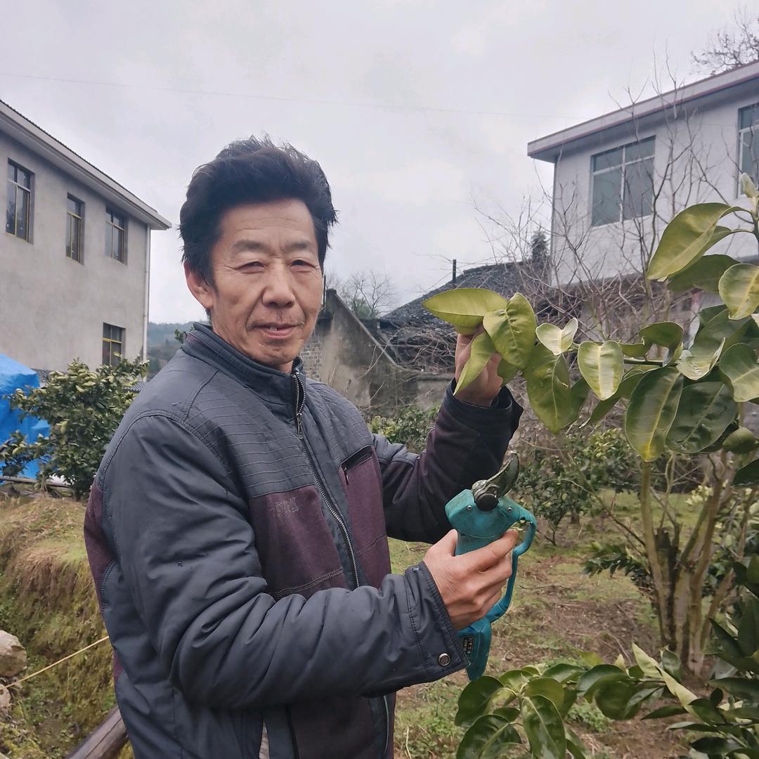 花林丰收果树修剪队