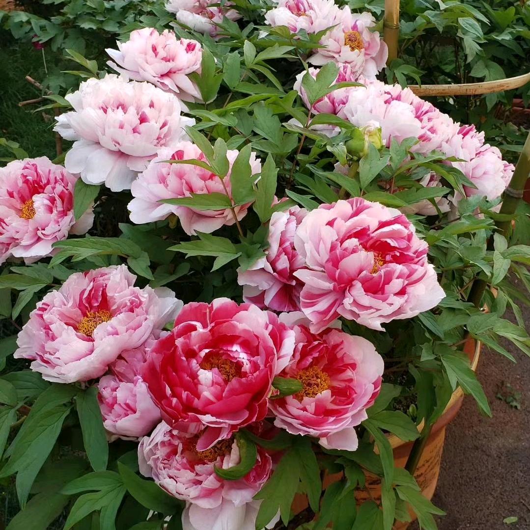 菏泽千卉牡丹