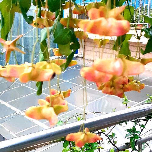 夏梦园艺花卉