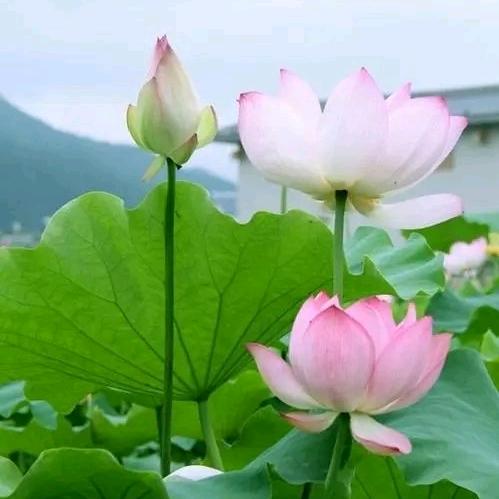 初心缘
