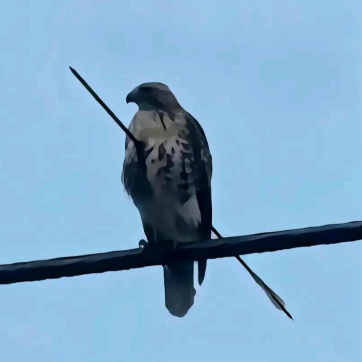 肆
