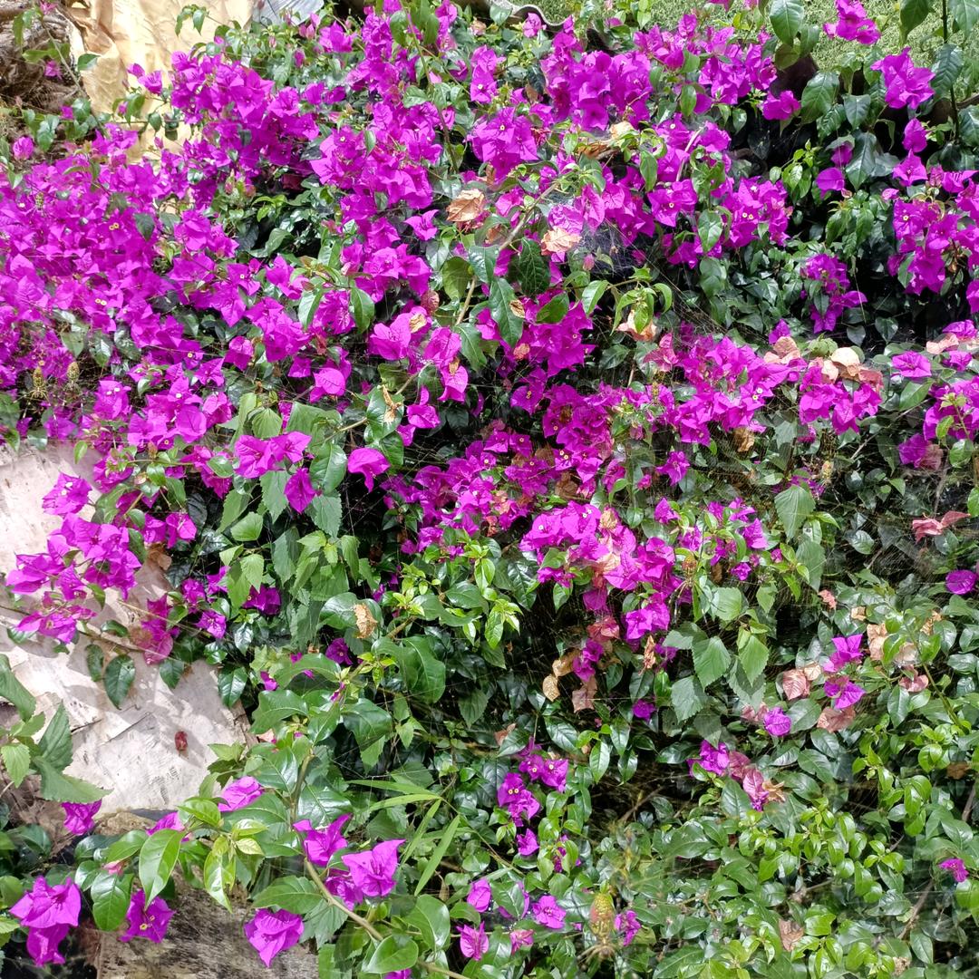 顺其自然