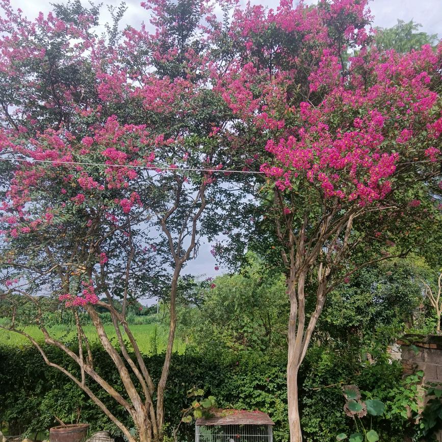 四季苗圃