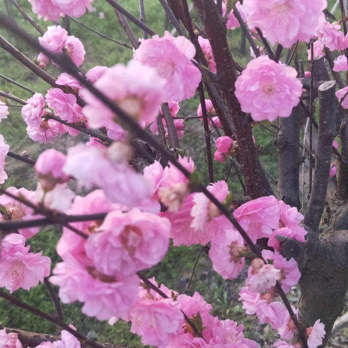 红姐《拒绝私聊》