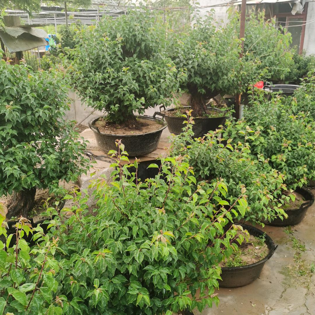 沂州花卉