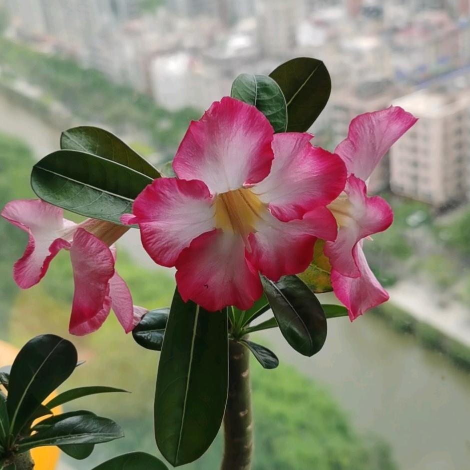 …美丽的琴音