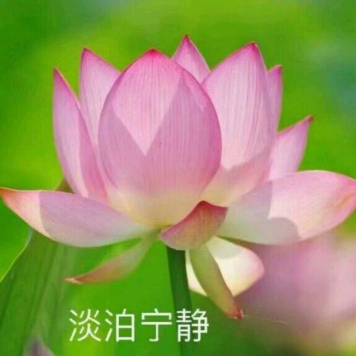 霞儿