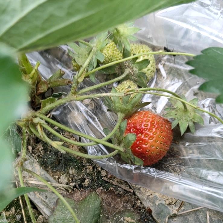 毛球