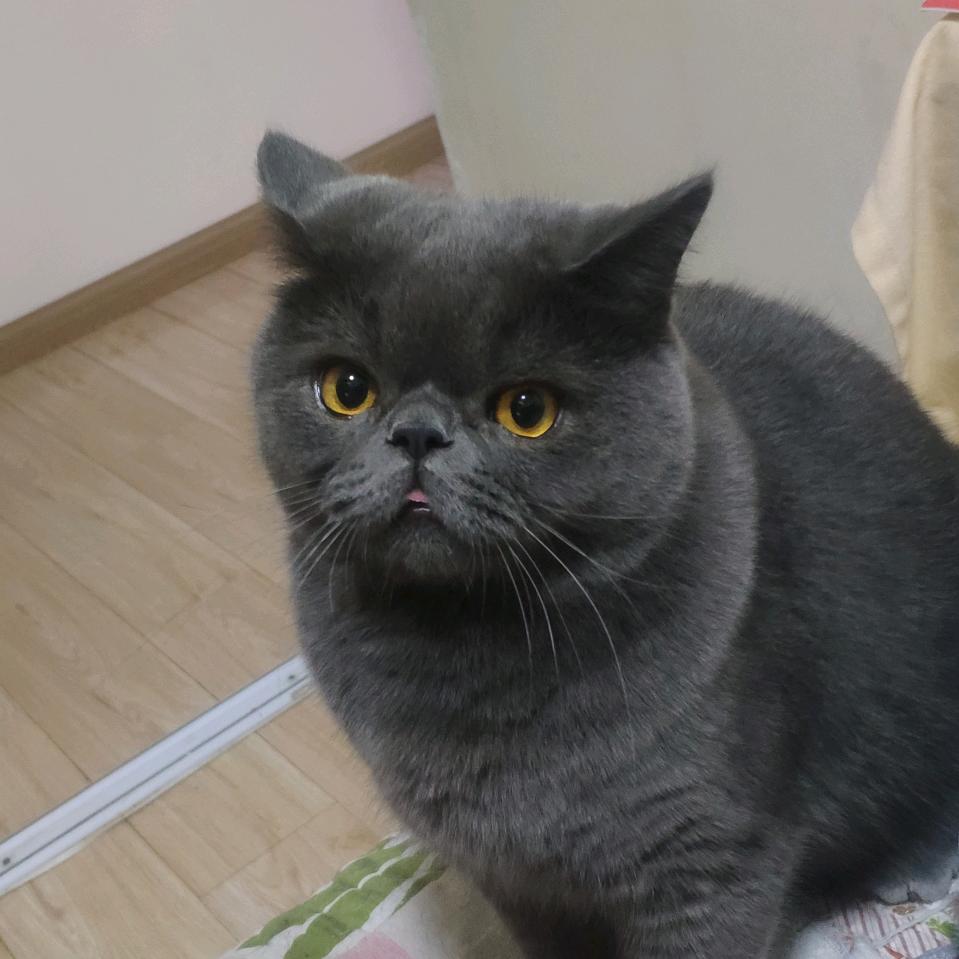 老妖