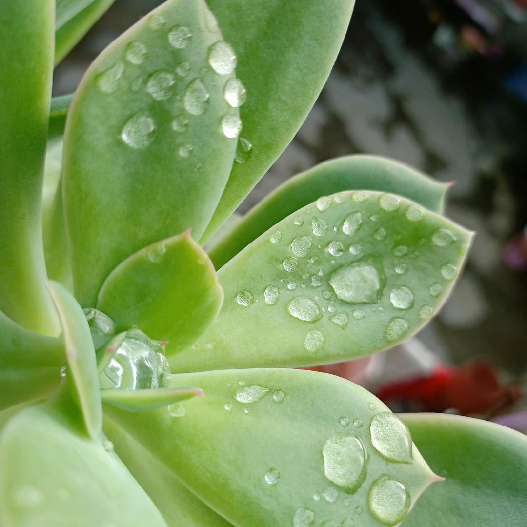 梅兰竹菊