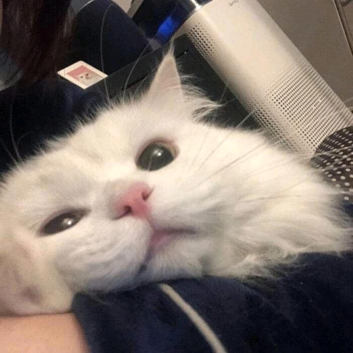Aaaa彤彤